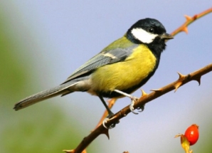 http://birds-altay.ru/wp-content/uploads/2012/02/45.jpg